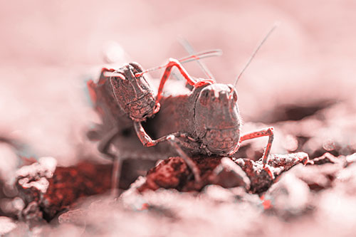 Piggybacking Grasshopper Goes For Ride (Red Tone Photo)