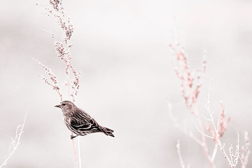 Pine Siskin Finch Bird Clinging Vertically Onto Plant (Red Tone Photo)