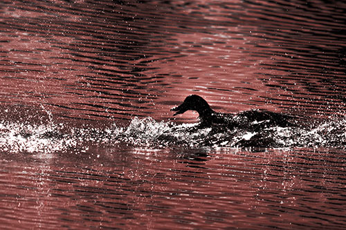 Playful Mallard Duck Gets Splashed Among Lake Horizon (Red Tone)