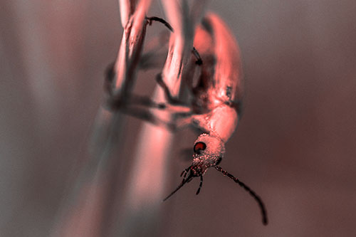 Pollen Faced Blister Beetle Hangs Onto Plant Stem (Red Tone)