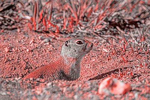 Prairie Dog Emerges From Dirt Tunnel (Red Tone Photo)