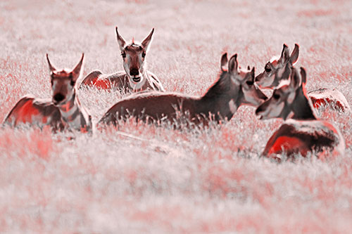Pronghorn Herd Rest Among Grass (Red Tone Photo)