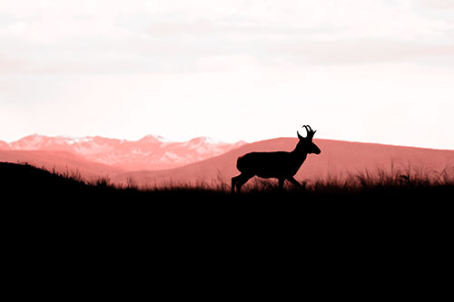 Pronghorn Silhouette On The Prowl (Red Tone Photo)
