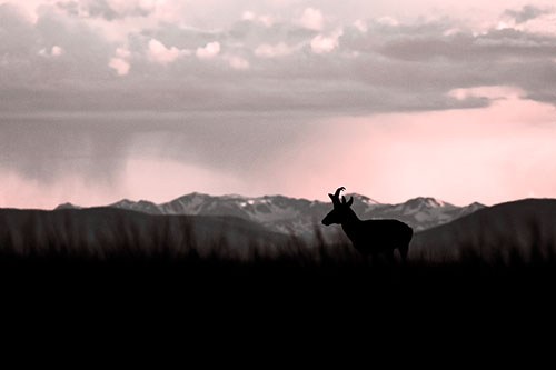 Pronghorn Silhouette Overtakes Stormy Mountain Range (Red Tone)