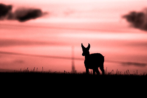 Pronghorn Silhouette Watches Sunset Atop Grassy Hill (Red Tone Photo)