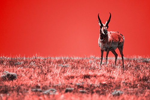 Pronghorn Standing Along Grassy Horizon (Red Tone Photo)