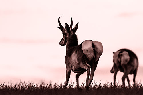 Pronghorns Begin Sprinting Towards Herd (Red Tone Photo)