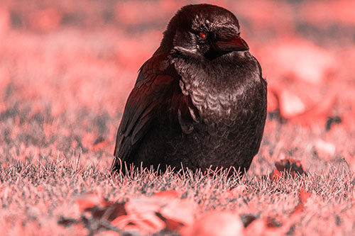 Puffy Crow Standing Guard Among Leaf Covered Grass (Red Tone Photo)
