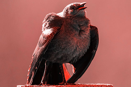 Puffy Female Grackle Croaking Atop Wooden Fence Post (Red Tone Photo)
