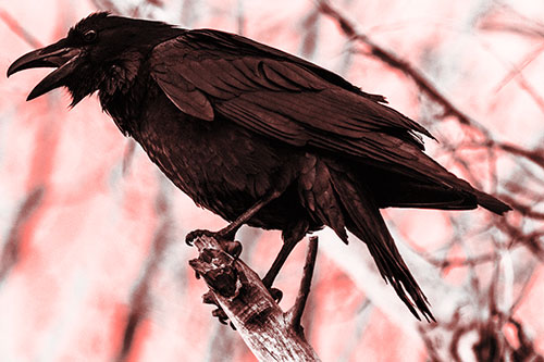 Raven Croaking Among Tree Branches (Red Tone Photo)