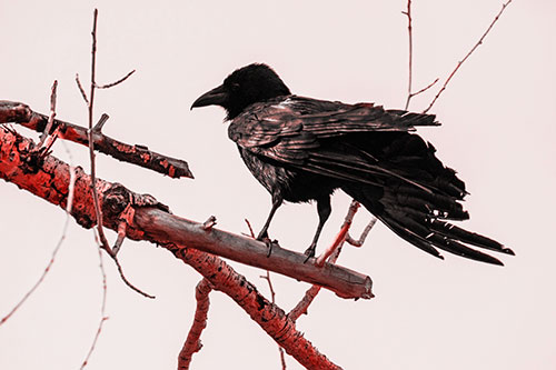 Raven Grips Onto Broken Tree Branch (Red Tone)