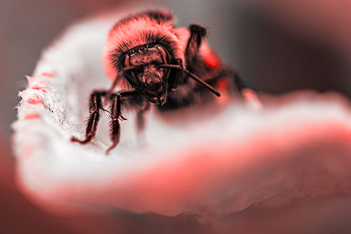 Red Belted Bumble Bee Crawling Flower Petal Edge (Red Tone Photo)