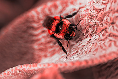 Red Belted Bumble Bee Standing Among Inclined Petal (Red Tone Photo)