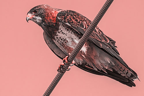 Red Tailed Hawk Perched Atop Powerline Wire (Red Tone)