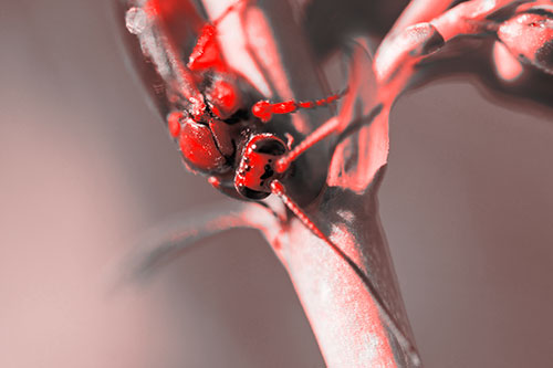 Red Wasp Crawling Down Flower Stem (Red Tone Photo)