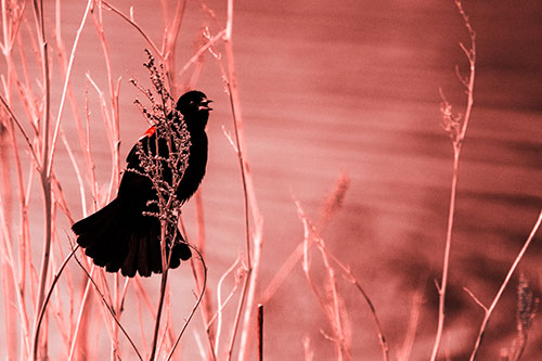 Red Winged Blackbird Chirping From Plant Top (Red Tone Photo)