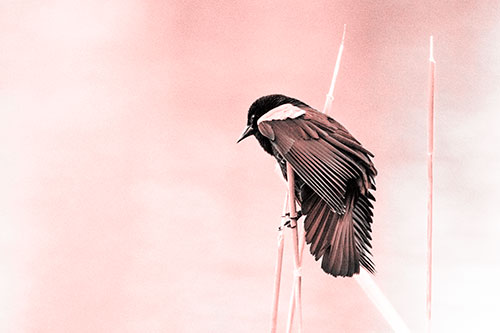 Red Winged Blackbird Clasping Onto Sticks (Red Tone Photo)