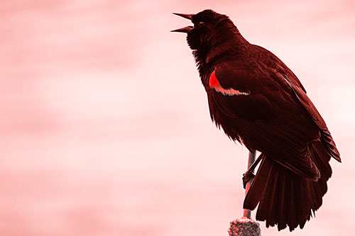 Red Winged Blackbird Singing Atop Cattail Branch (Red Tone)