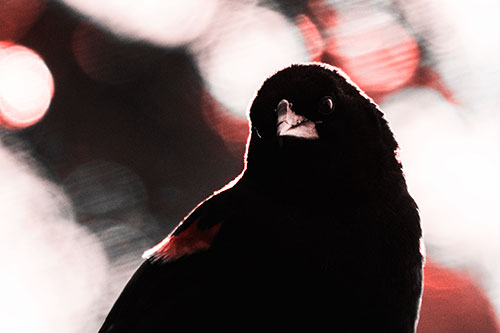 Red Winged Blackbird Tilting Head Among Sunlight (Red Tone)