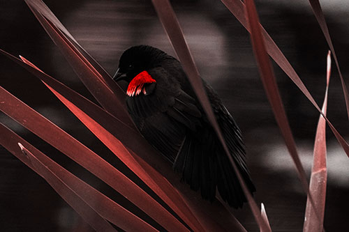 Red Winged Blackbird Watching Atop Water Reed Grass (Red Tone Photo)
