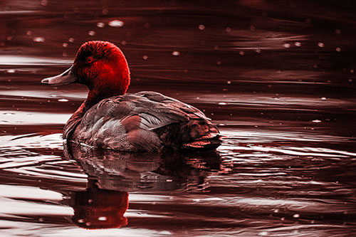 Redhead Duck Floating Atop Lake Water (Red Tone Photo)