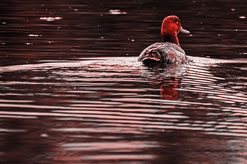 Redhead Duck Swimming Across Water (Red Tone Photo)