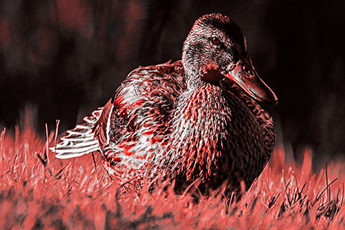 Rested Mallard Duck Rises To Feet (Red Tone Photo)
