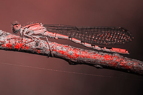 Resting Damselfly Spread Across Branch (Red Tone)