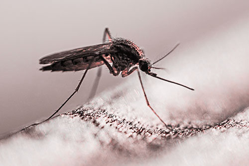 Resting Mosquito Awaits Warmth Among Sunlight (Red Tone)