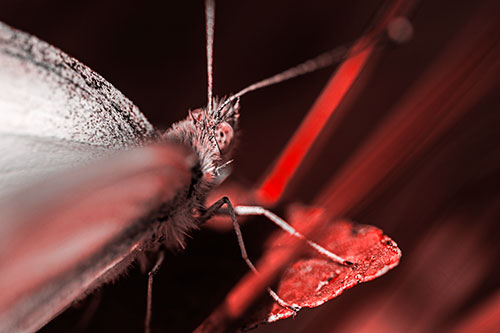 Resting Wood White Butterfly Perched Atop Leaf (Red Tone Photo)