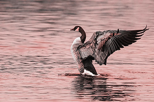 Rising Canadian Goose Spreading Wings Among Lake Top (Red Tone)
