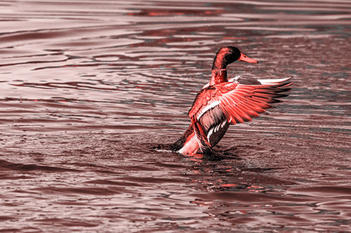 Rising Mallard Duck Flapping Wings Among Rippling Water (Red Tone)