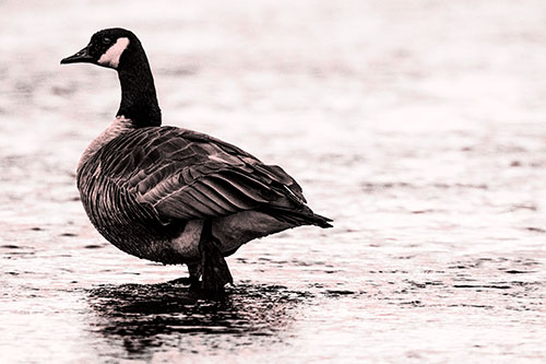 River Walking Canadian Goose (Red Tone Photo)