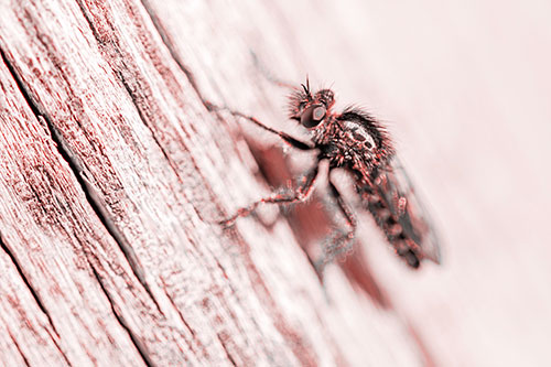 Robber Fly Perched Along Sloping Tree Stump (Red Tone Photo)