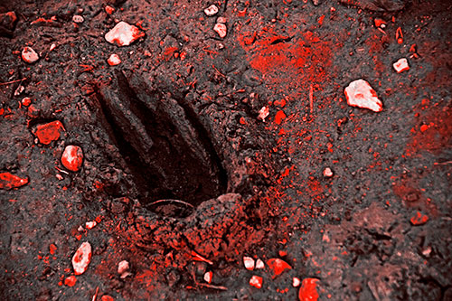 Rocks Surround Deep Mud Paw Footprint (Red Tone Photo)