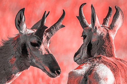 Romantic Pronghorn Couple Get Close (Red Tone)