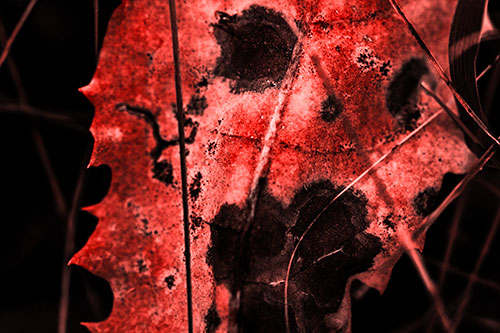 Rot Screaming Leaf Face Among Grass Blades (Red Tone Photo)