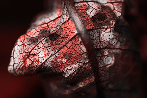 Rotting Veined Leaf Stem Face (Red Tone Photo)