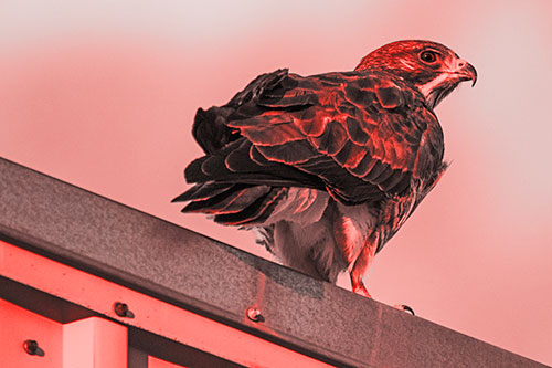 Rough Legged Hawk Enjoying Sunrise Atop Steel Roof Ledge (Red Tone)