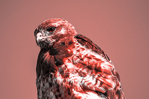 Rough Legged Hawk Keeping An Eye Out (Red Tone Photo)