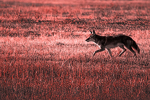 Running Coyote Hunting Among Grass Prairie (Red Tone Photo)