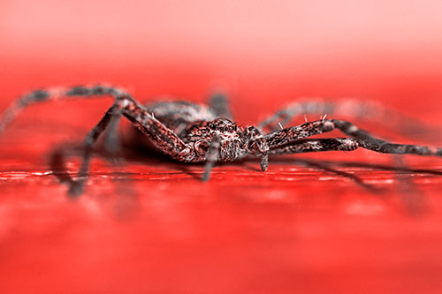 Running Crab Spider Resting Among Bench (Red Tone)