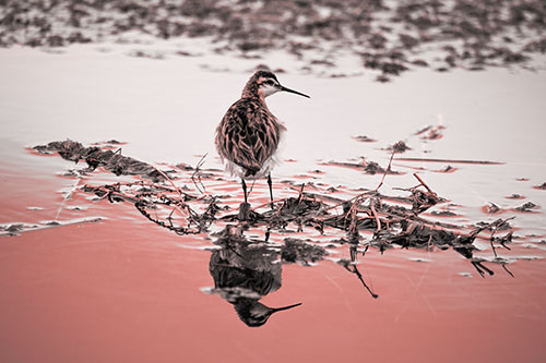 Sandpiper Bird Perched On Floating Lake Stick (Red Tone Photo)