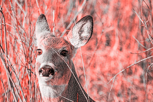 Scared White Tailed Deer Among Branches (Red Tone Photo)