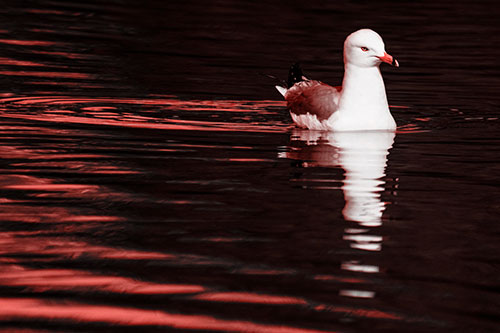 Seagull Floating Among Illuminated Rippling Water (Red Tone)