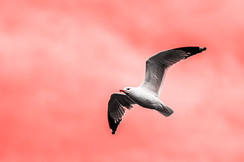 Seagull Flying Among Cloudy Overcast Sky (Red Tone)