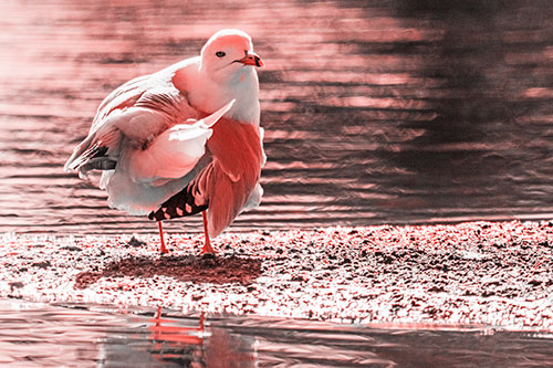Seagull Grooming Itself Among Lake Shore (Red Tone)