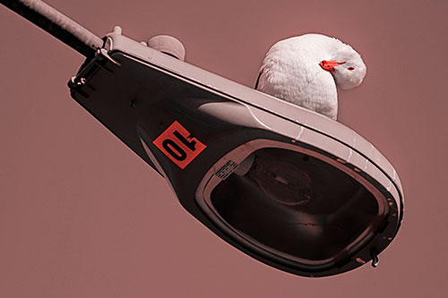 Seagull Grooming Self Atop Street Light Pole (Red Tone)