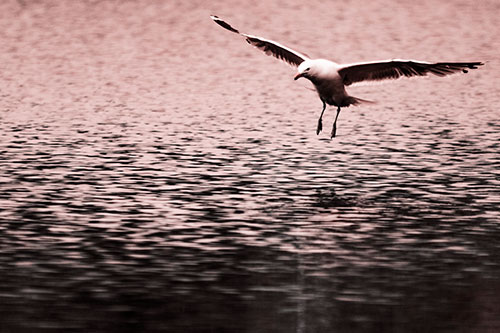Seagull Landing On Lake Water (Red Tone Photo)