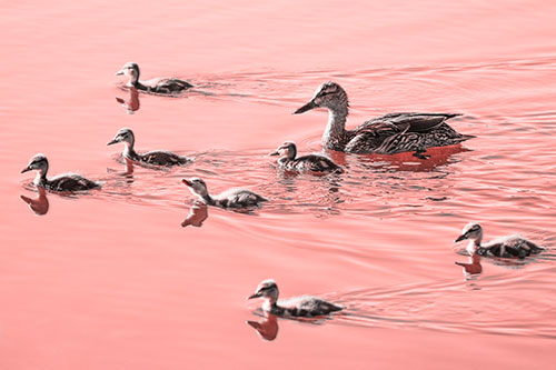 Seven Mallard Ducklings Swimming With Mother (Red Tone)